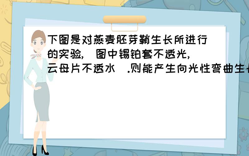 下图是对燕麦胚芽鞘生长所进行的实验,（图中锡铂套不透光,云母片不透水）.则能产生向光性弯曲生长的是（ ）A．甲和乙 B．乙和丙 C．丙和丁 D．甲和丁