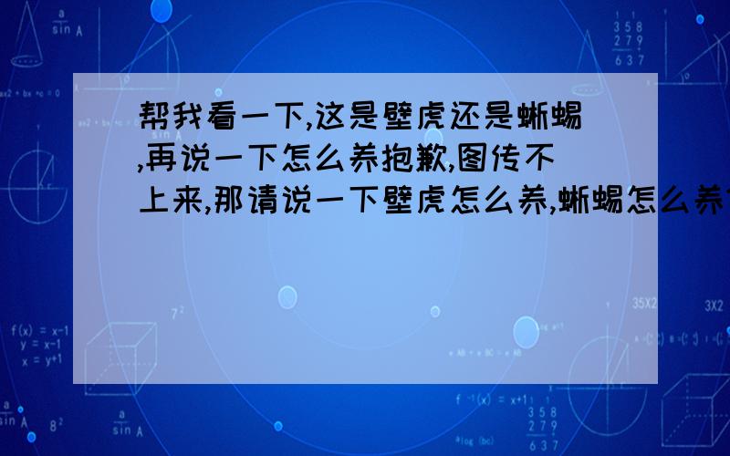 帮我看一下,这是壁虎还是蜥蜴,再说一下怎么养抱歉,图传不上来,那请说一下壁虎怎么养,蜥蜴怎么养?