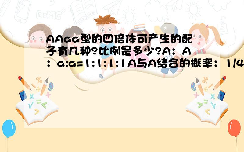 AAaa型的四倍体可产生的配子有几种?比例是多少?A：A：a:a=1:1:1:1A与A结合的概率：1/4*1/4A与a :1/2*1/2a与a :1/4*1/4所以是：1:4:1 我觉得 AA 1/4*1/3aa 1/4*1/3Aa 2/3错哪了?