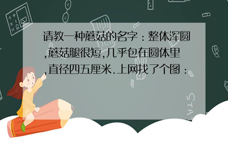 请教一种蘑菇的名字：整体浑圆,蘑菇腿很短,几乎包在圆体里,直径四五厘米.上网找了个图：