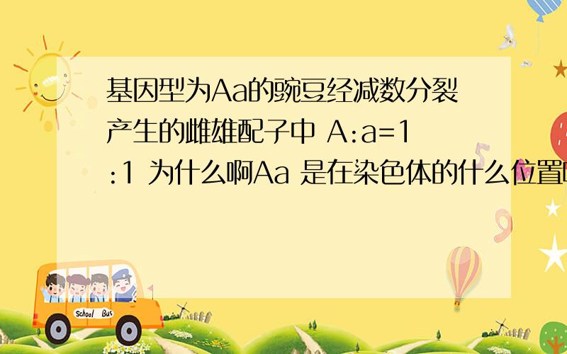 基因型为Aa的豌豆经减数分裂产生的雌雄配子中 A:a=1:1 为什么啊Aa 是在染色体的什么位置啊 就是两对同源染色体的时候A和a 标记在哪里啊