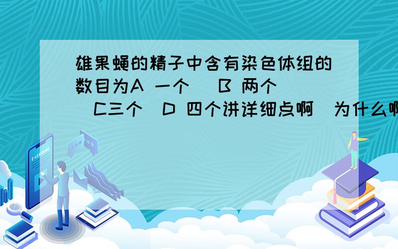 雄果蝇的精子中含有染色体组的数目为A 一个   B 两个  C三个  D 四个讲详细点啊  为什么啊