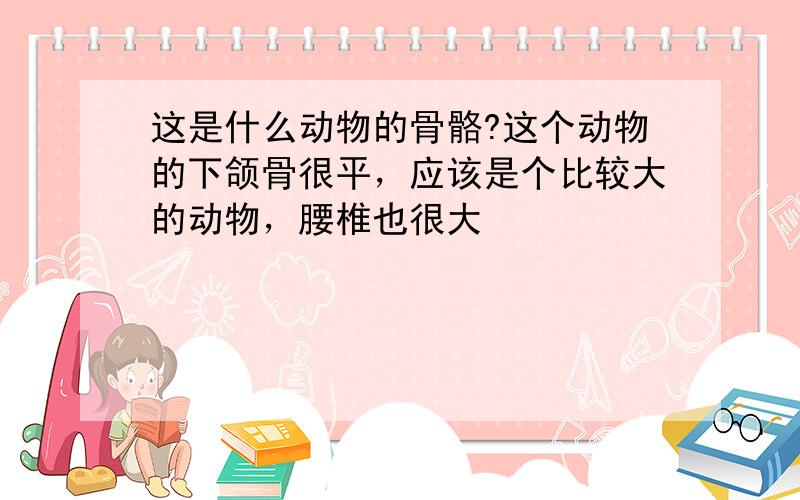 这是什么动物的骨骼?这个动物的下颌骨很平，应该是个比较大的动物，腰椎也很大