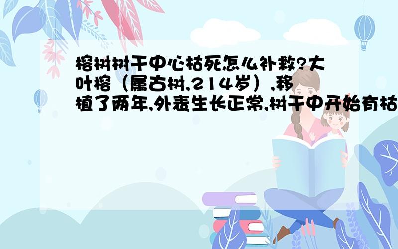 榕树树干中心枯死怎么补救?大叶榕（属古树,214岁）,移植了两年,外表生长正常,树干中开始有枯死形成中空现象.