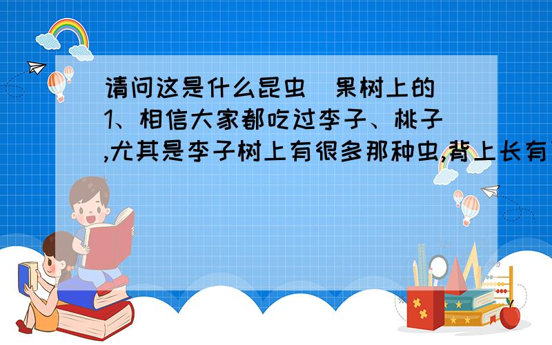 请问这是什么昆虫（果树上的）1、相信大家都吃过李子、桃子,尤其是李子树上有很多那种虫,背上长有丁,人要是接触了他就会出现像被蚊子叮了的包,像针扎了一样的痛,我是重庆人,本土叫那