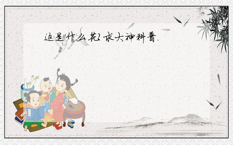 这是什么花?求大神科普.