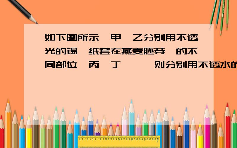 如下图所示,甲、乙分别用不透光的锡箔纸套在燕麦胚芽鞘的不同部位,丙、丁、戊、则分别用不透水的云母片插入燕麦胚芽鞘的不同部位,从不同方向照光,培养一段时间后,胚芽鞘的生长情况