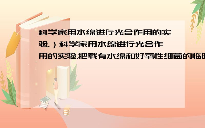 科学家用水绵进行光合作用的实验.）科学家用水绵进行光合作用的实验.把载有水绵和好氧性细菌的临时装片,放在没有空气的黑暗环境里,用通过三棱镜的单色光照射水绵,结果是 A．细菌均匀