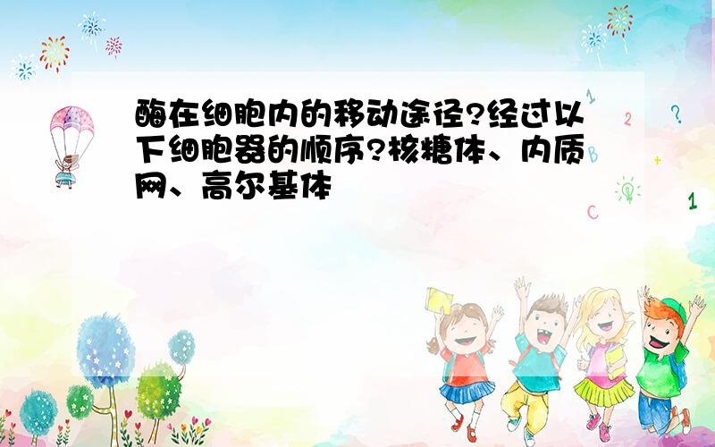 酶在细胞内的移动途径?经过以下细胞器的顺序?核糖体、内质网、高尔基体