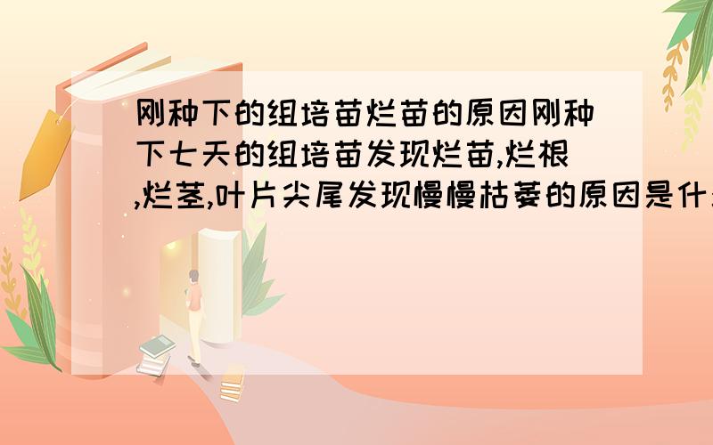 刚种下的组培苗烂苗的原因刚种下七天的组培苗发现烂苗,烂根,烂茎,叶片尖尾发现慢慢枯萎的原因是什么