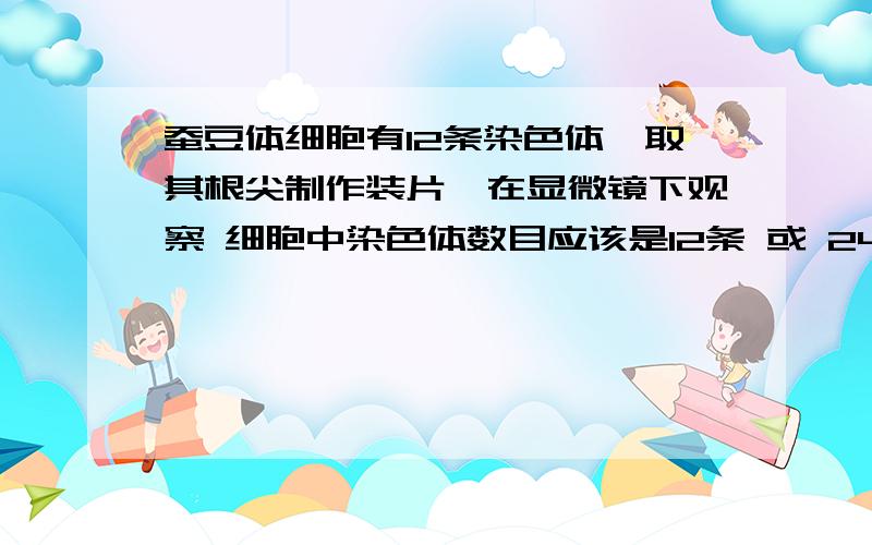 蚕豆体细胞有12条染色体,取其根尖制作装片,在显微镜下观察 细胞中染色体数目应该是12条 或 24条 求详解