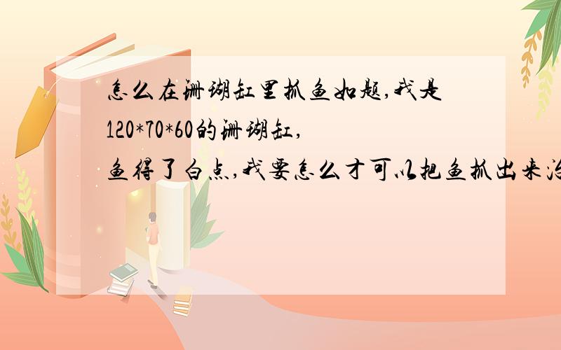 怎么在珊瑚缸里抓鱼如题,我是120*70*60的珊瑚缸,鱼得了白点,我要怎么才可以把鱼抓出来治疗呢?高人解答下吧