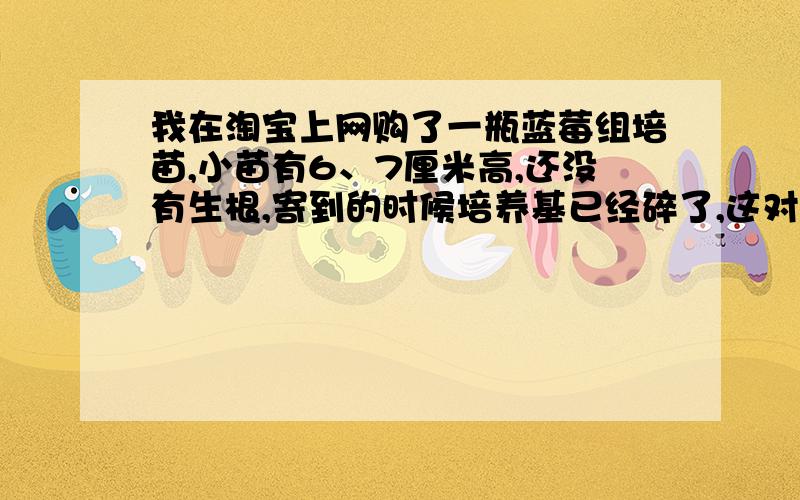 我在淘宝上网购了一瓶蓝莓组培苗,小苗有6、7厘米高,还没有生根,寄到的时候培养基已经碎了,这对我在淘宝上网购了一瓶蓝莓组培苗, 小苗有6、7厘米高,还没有生根, 寄到的时候培养基已经碎