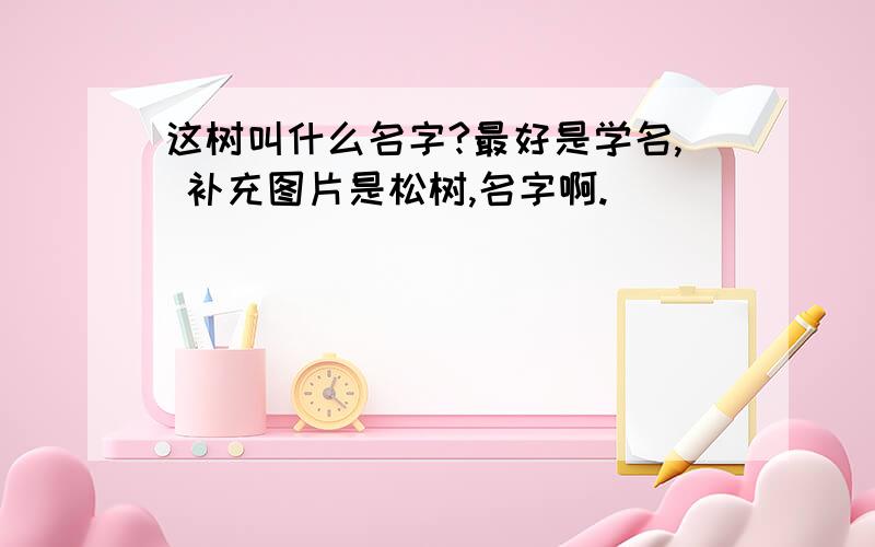 这树叫什么名字?最好是学名, 补充图片是松树,名字啊.