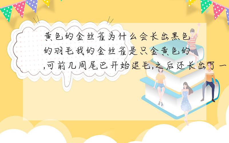 黄色的金丝雀为什么会长出黑色的羽毛我的金丝雀是只金黄色的,可前几周尾巴开始退毛,之后还长出了一根黑色的尾巴,为什么呢