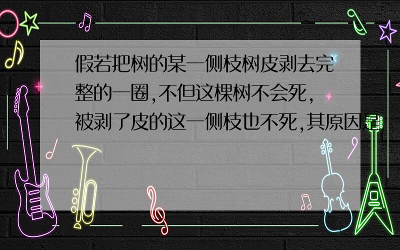 假若把树的某一侧枝树皮剥去完整的一圈,不但这棵树不会死,被剥了皮的这一侧枝也不死,其原因是