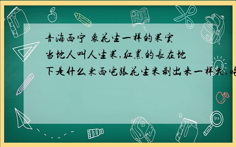 青海西宁 象花生一样的果实 当地人叫人生果,红黑的长在地下是什么东西它跟花生米剥出来一样大,吃上去甜的