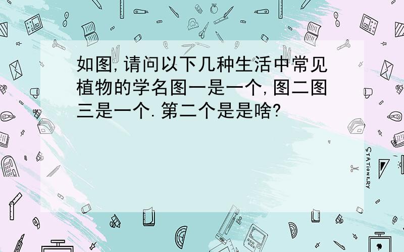 如图,请问以下几种生活中常见植物的学名图一是一个,图二图三是一个.第二个是是啥?