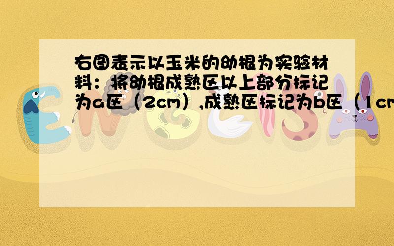 右图表示以玉米的幼根为实验材料：将幼根成熟区以上部分标记为a区（2cm）,成熟区标记为b区（1cm）,成熟区以下标记为c区（0.5cm）.一天后测量该幼根增长了约3cm,此时,a、b、c三区的长度依次