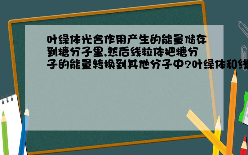 叶绿体光合作用产生的能量储存到糖分子里,然后线粒体把糖分子的能量转换到其他分子中?叶绿体和线粒体的区别.