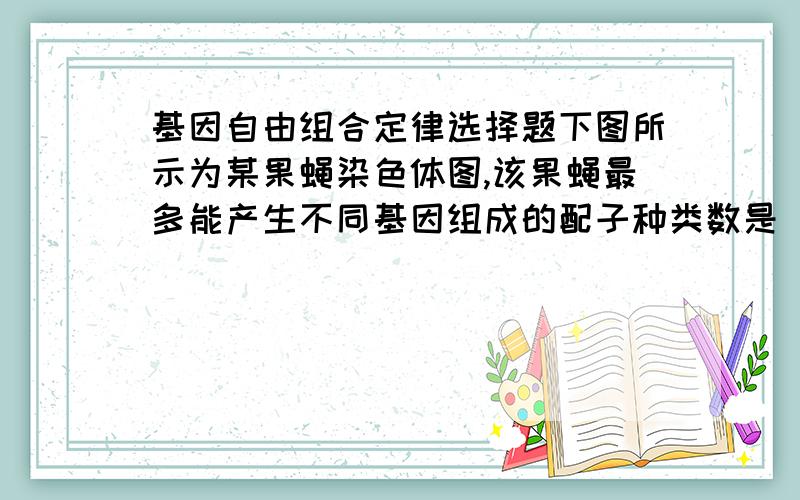 基因自由组合定律选择题下图所示为某果蝇染色体图,该果蝇最多能产生不同基因组成的配子种类数是（  ）A．3种   B．4种  C．6种   D．8种图见http://www.zhounan.com/ShengWu/UploadFiles_2036/200411/20041107