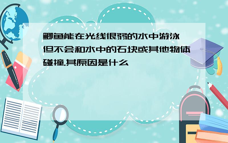 鲫鱼能在光线很弱的水中游泳,但不会和水中的石块或其他物体碰撞.其原因是什么