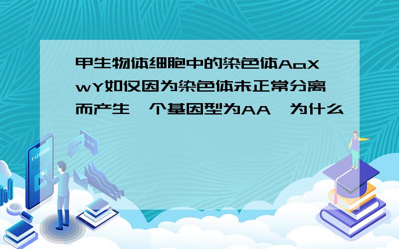 甲生物体细胞中的染色体AaXwY如仅因为染色体未正常分离而产生一个基因型为AA,为什么