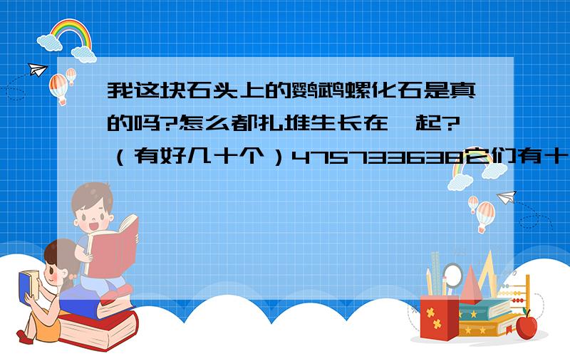 我这块石头上的鹦鹉螺化石是真的吗?怎么都扎堆生长在一起?（有好几十个）475733638它们有十五条线。 问题是怎么都挤在一起？一般都是这样?