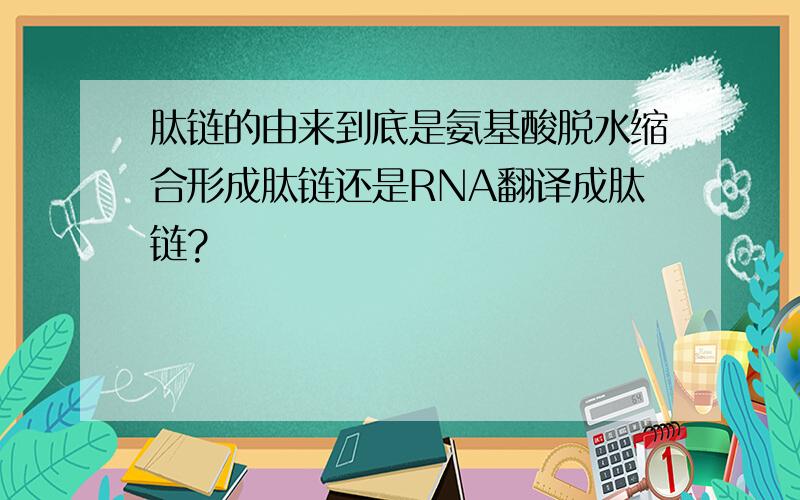 肽链的由来到底是氨基酸脱水缩合形成肽链还是RNA翻译成肽链?