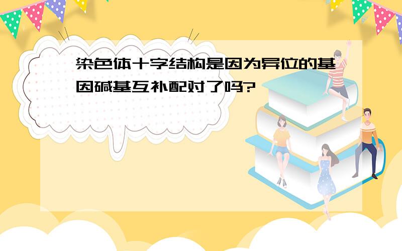 染色体十字结构是因为异位的基因碱基互补配对了吗?