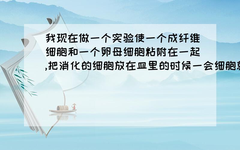 我现在做一个实验使一个成纤维细胞和一个卵母细胞粘附在一起,把消化的细胞放在皿里的时候一会细胞就会粘附在皿底部了,粘不了几个成纤维细胞就贴壁了,我 想问加什么试剂如何减缓细胞