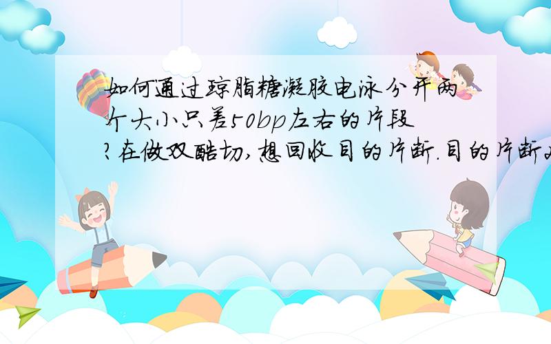 如何通过琼脂糖凝胶电泳分开两个大小只差50bp左右的片段?在做双酶切,想回收目的片断.目的片断2776bp,载体2710bp,双酶切后60V,1.0%琼脂糖凝胶跑了90min分不开,可以看见3000bp以下很亮的一条带.请