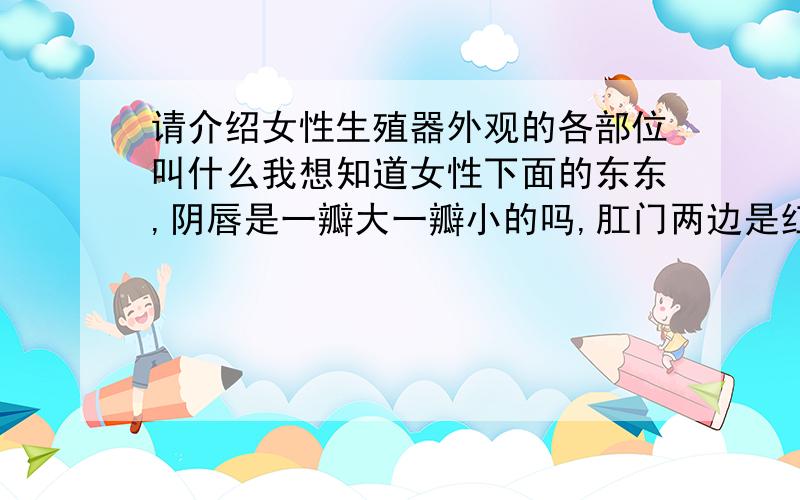 请介绍女性生殖器外观的各部位叫什么我想知道女性下面的东东,阴唇是一瓣大一瓣小的吗,肛门两边是红色的吗?