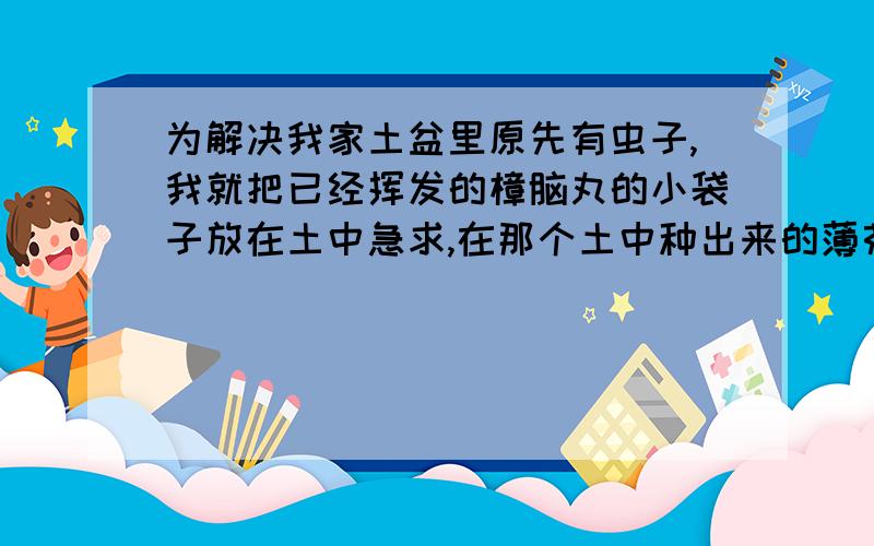 为解决我家土盆里原先有虫子,我就把已经挥发的樟脑丸的小袋子放在土中急求,在那个土中种出来的薄荷能泡茶喝吗?会不会有樟的毒性?（种的植物都养的非常好）