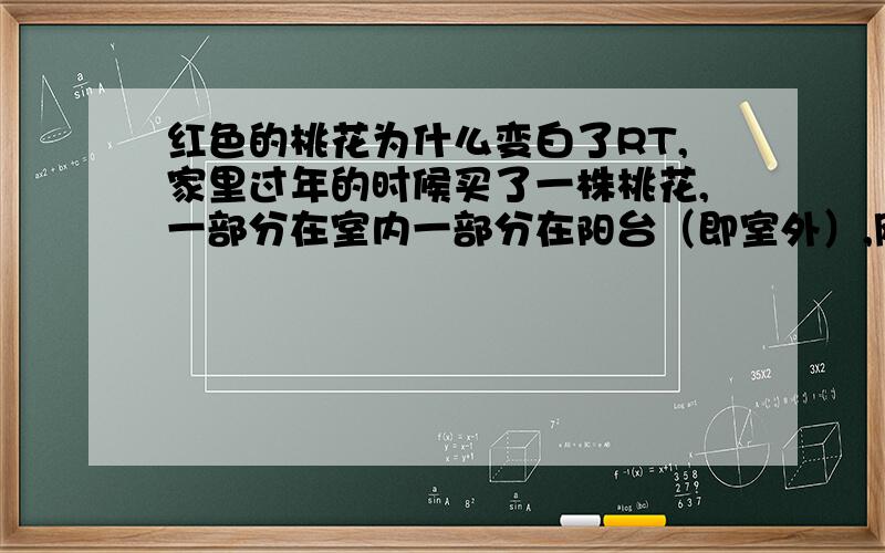 红色的桃花为什么变白了RT,家里过年的时候买了一株桃花,一部分在室内一部分在阳台（即室外）,刚买回来的时候桃花都是红色的,但是过了一段时间,室内和靠近室内的桃花大部分都变成了白