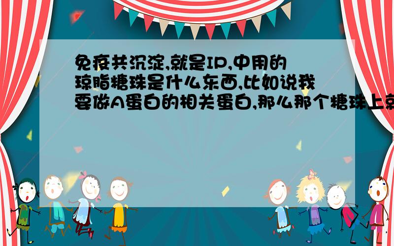 免疫共沉淀,就是IP,中用的琼脂糖珠是什么东西,比如说我要做A蛋白的相关蛋白,那么那个糖珠上就已经又A的抗体了是么?proteinA/G又是什么,这些糖珠是通用的么?还是每种包含抗体的糖珠都是原