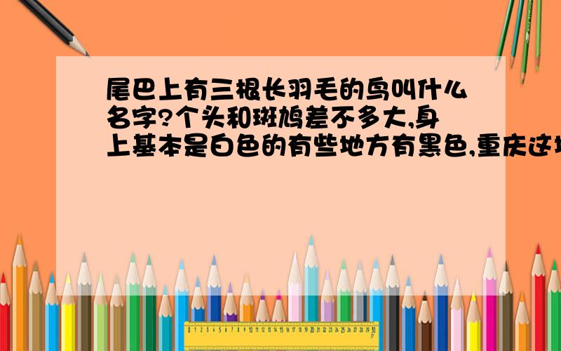 尾巴上有三根长羽毛的鸟叫什么名字?个头和斑鸠差不多大,身上基本是白色的有些地方有黑色,重庆这地方有人叫三叉子．书名叫什么?能不能引?用什么音引?我好几次用竹鸡母嗑时它都飞过来