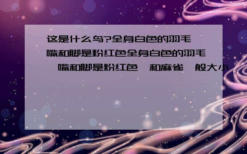 这是什么鸟?全身白色的羽毛,嘴和脚是粉红色全身白色的羽毛,嘴和脚是粉红色,和麻雀一般大小