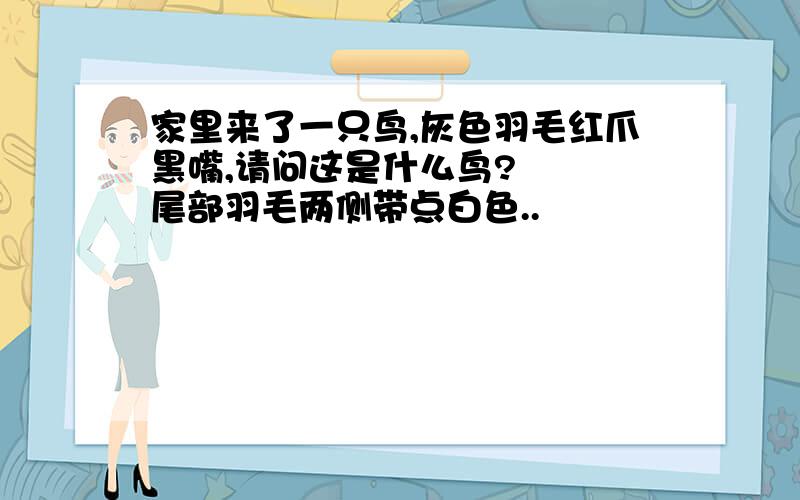 家里来了一只鸟,灰色羽毛红爪黑嘴,请问这是什么鸟?   尾部羽毛两侧带点白色..