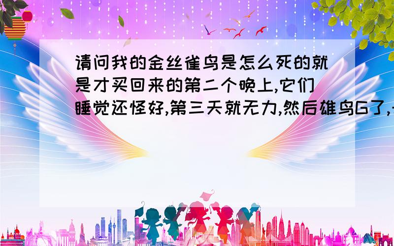 请问我的金丝雀鸟是怎么死的就是才买回来的第二个晚上,它们睡觉还怪好,第三天就无力,然后雄鸟G了,母鸟还是不动,我把它放出来在地上,过了一会扇扇翅膀也G了.第一天晚上放在阳台,第二天