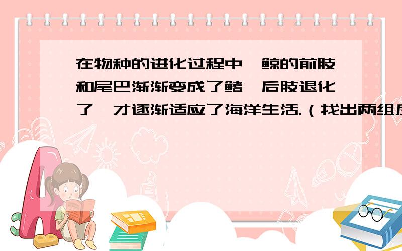 在物种的进化过程中,鲸的前肢和尾巴渐渐变成了鳍,后肢退化了,才逐渐适应了海洋生活.（找出两组反义词）