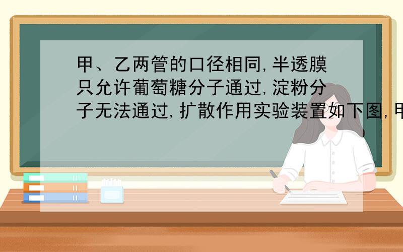 甲、乙两管的口径相同,半透膜只允许葡萄糖分子通过,淀粉分子无法通过,扩散作用实验装置如下图,甲、乙两管的口径相同,半透膜只允许葡萄糖分子通过,淀粉分子无法通过,当达到扩散平衡时