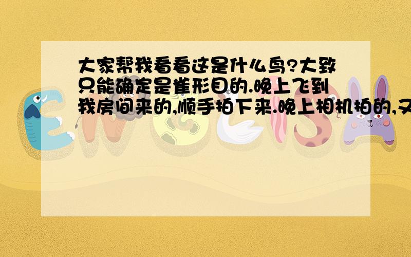 大家帮我看看这是什么鸟?大致只能确定是雀形目的.晚上飞到我房间来的,顺手拍下来.晚上相机拍的,又调焦又夜景,所以拍的有些模糊,大家帮我看看啊.大致说明下.背部颜色比较一致,翅膀呈黄