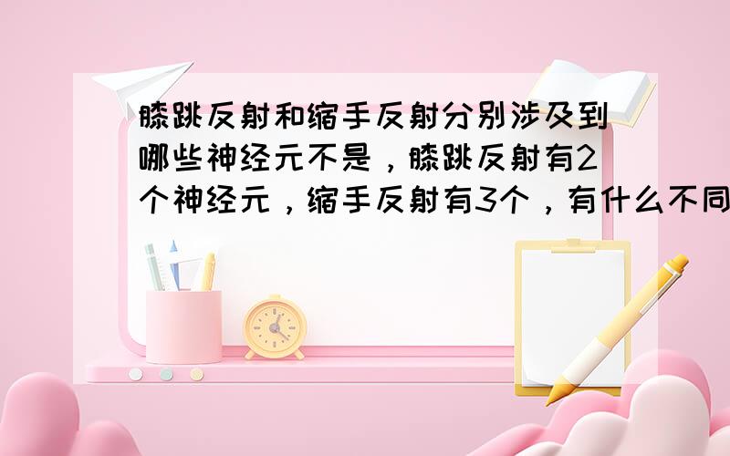 膝跳反射和缩手反射分别涉及到哪些神经元不是，膝跳反射有2个神经元，缩手反射有3个，有什么不同