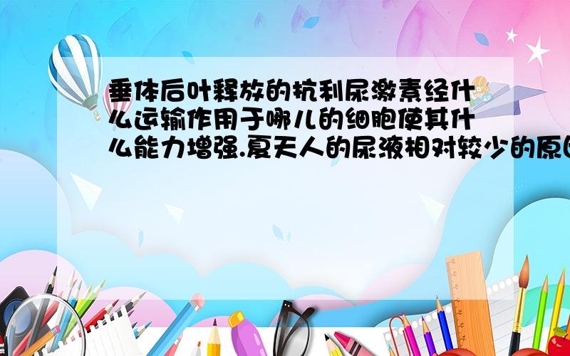 垂体后叶释放的抗利尿激素经什么运输作用于哪儿的细胞使其什么能力增强.夏天人的尿液相对较少的原因是什么