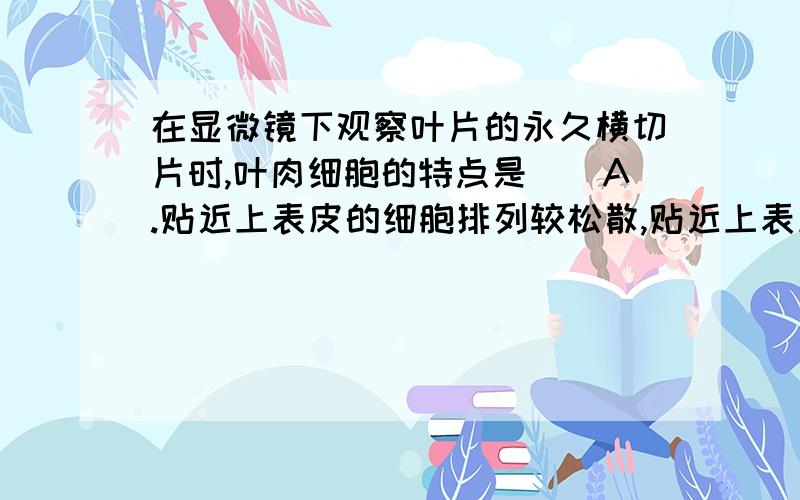 在显微镜下观察叶片的永久横切片时,叶肉细胞的特点是（）A.贴近上表皮的细胞排列较松散,贴近上表皮的细胞排列较整齐、内有叶脉B.贴近上表皮的细胞排列较整齐,贴近上表皮的细胞排列较