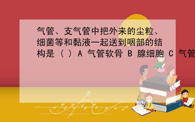 气管、支气管中把外来的尘粒、细菌等和黏液一起送到咽部的结构是 ( ) A 气管软骨 B 腺细胞 C 气管纤毛D．喉长跑运动员的肺活量比一般人大得多,其主要原因是（ ） A 肺泡数量多于一般人 B