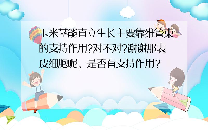 玉米茎能直立生长主要靠维管束的支持作用?对不对?谢谢那表皮细胞呢，是否有支持作用？