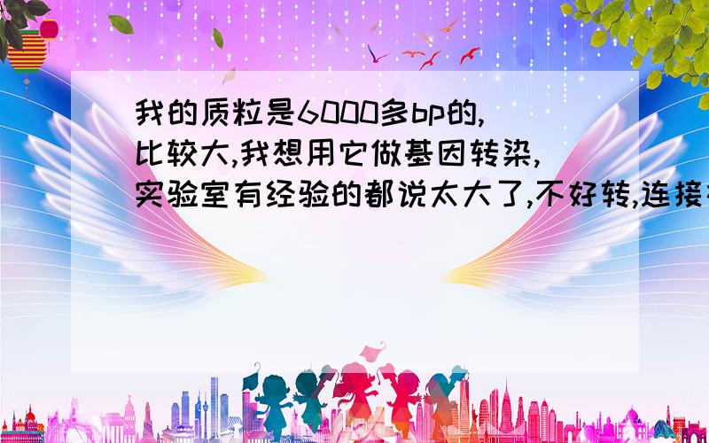 我的质粒是6000多bp的,比较大,我想用它做基因转染,实验室有经验的都说太大了,不好转,连接在病毒上比较好转,但是那样的话,费用会贵得多,需要一万多块钱.大家有没有比较好的建议啊?用什么