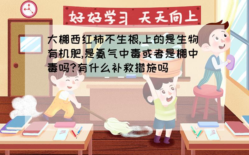 大棚西红柿不生根,上的是生物有机肥,是氨气中毒或者是棚中毒吗?有什么补救措施吗